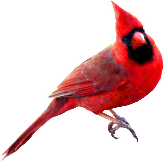 cardinal clipart free - photo #36