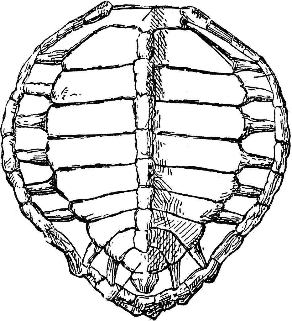 Turtle Shell Drawing - ClipArt Best