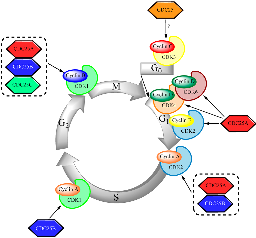 440 views Molecules | Free Full-Text | Therapeutic Targeting the Cell ...