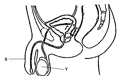 male reproductive system - ThingLink - ClipArt Best - ClipArt Best