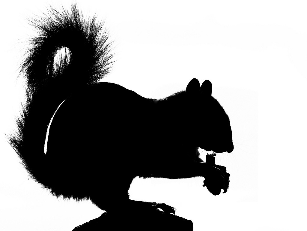 Best Squirrel Silhouette #7579 - Clipartion.com