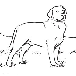 Puppys, Coloring pages and Retriever dog