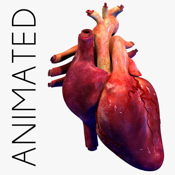 Animated human heart clipart