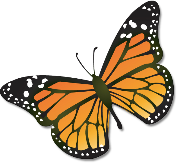 Butterfly pictures clipart