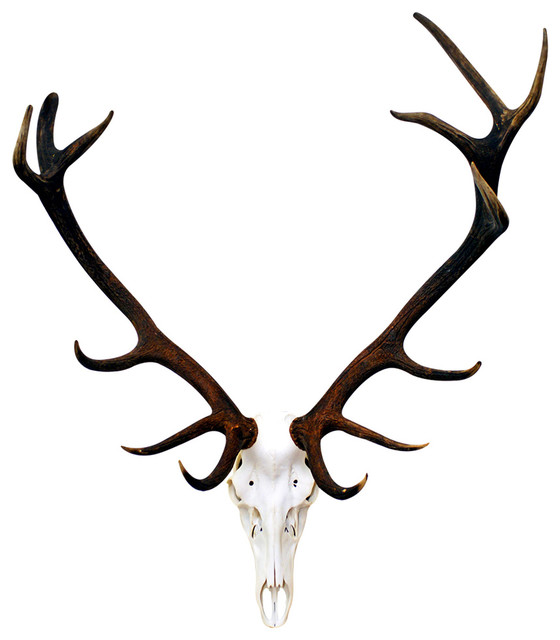 deer skull clip art free - photo #30