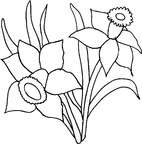 daffodil coloring pages for free - photo #38