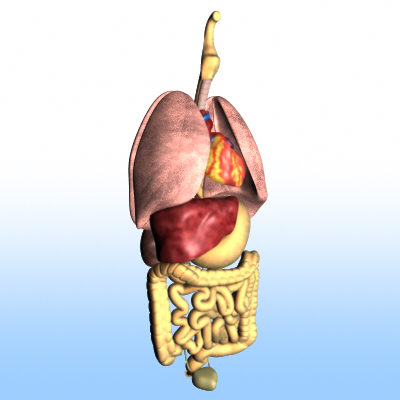 3D ma human organs body