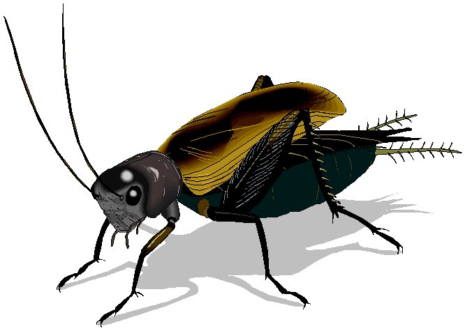 cricket clipart | Hostted