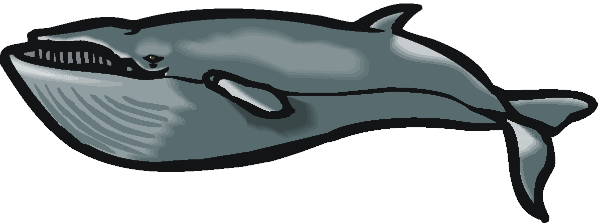 Sperm whale clipart free clipart images - Clipartix