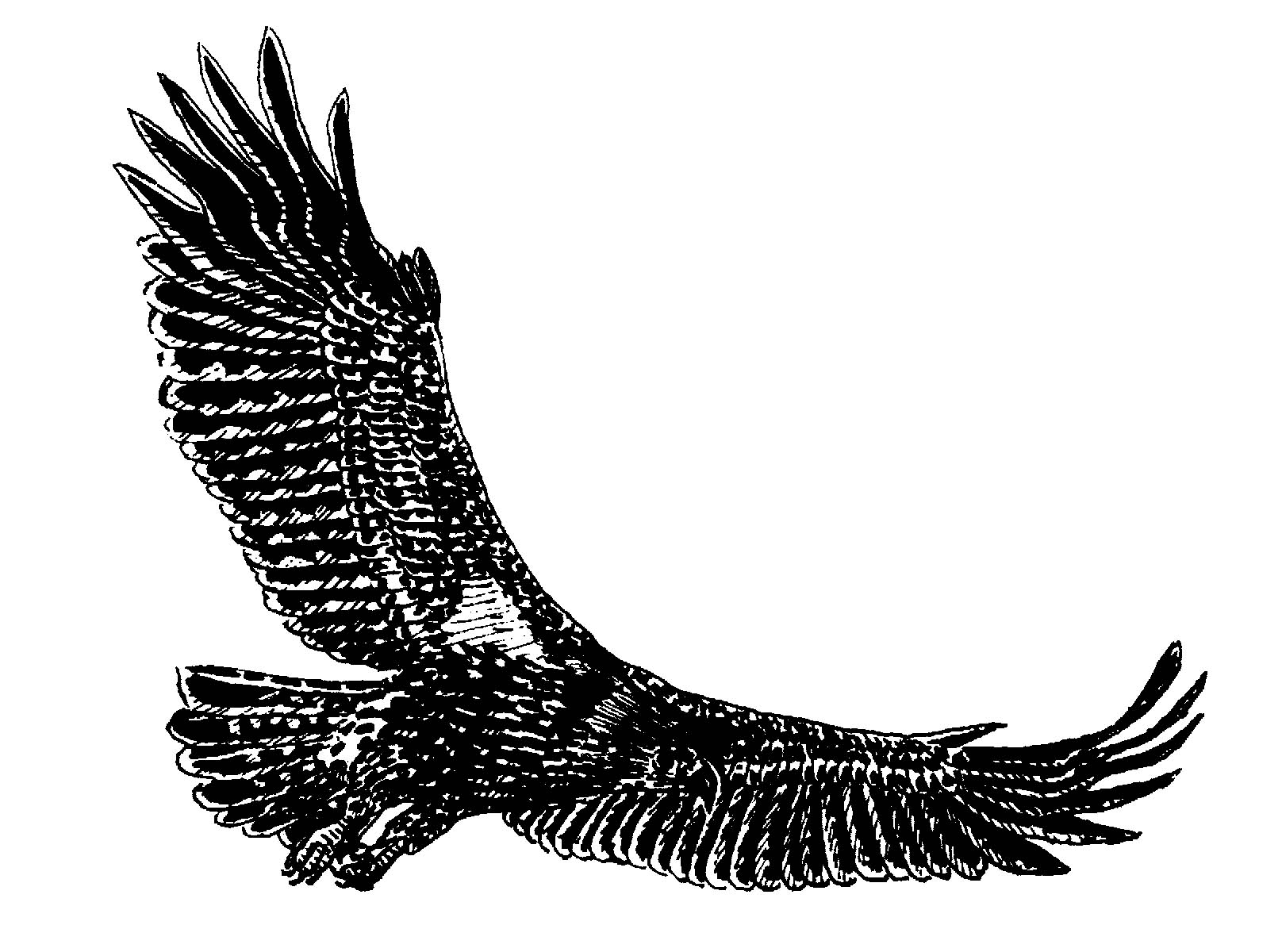 Audubon Chapter Resources