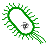 Bacterial DNA transplant - kristarella.