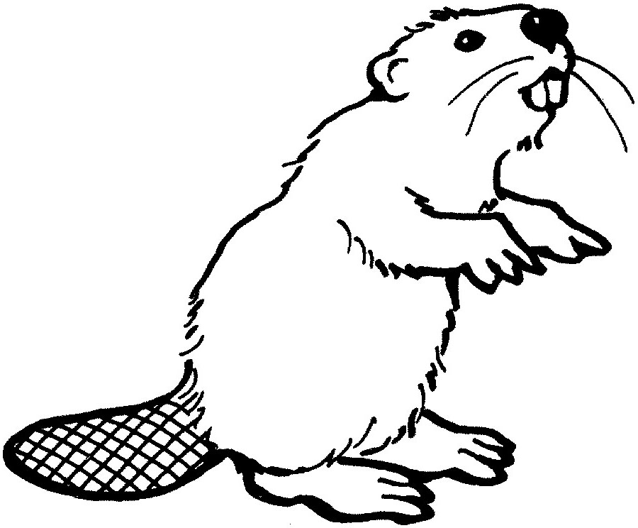 Beaver clip art