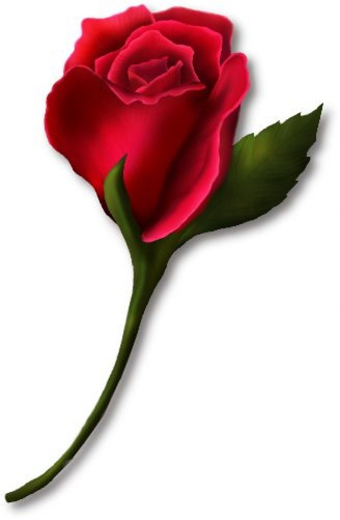 White and red rose clipart - ClipartFox