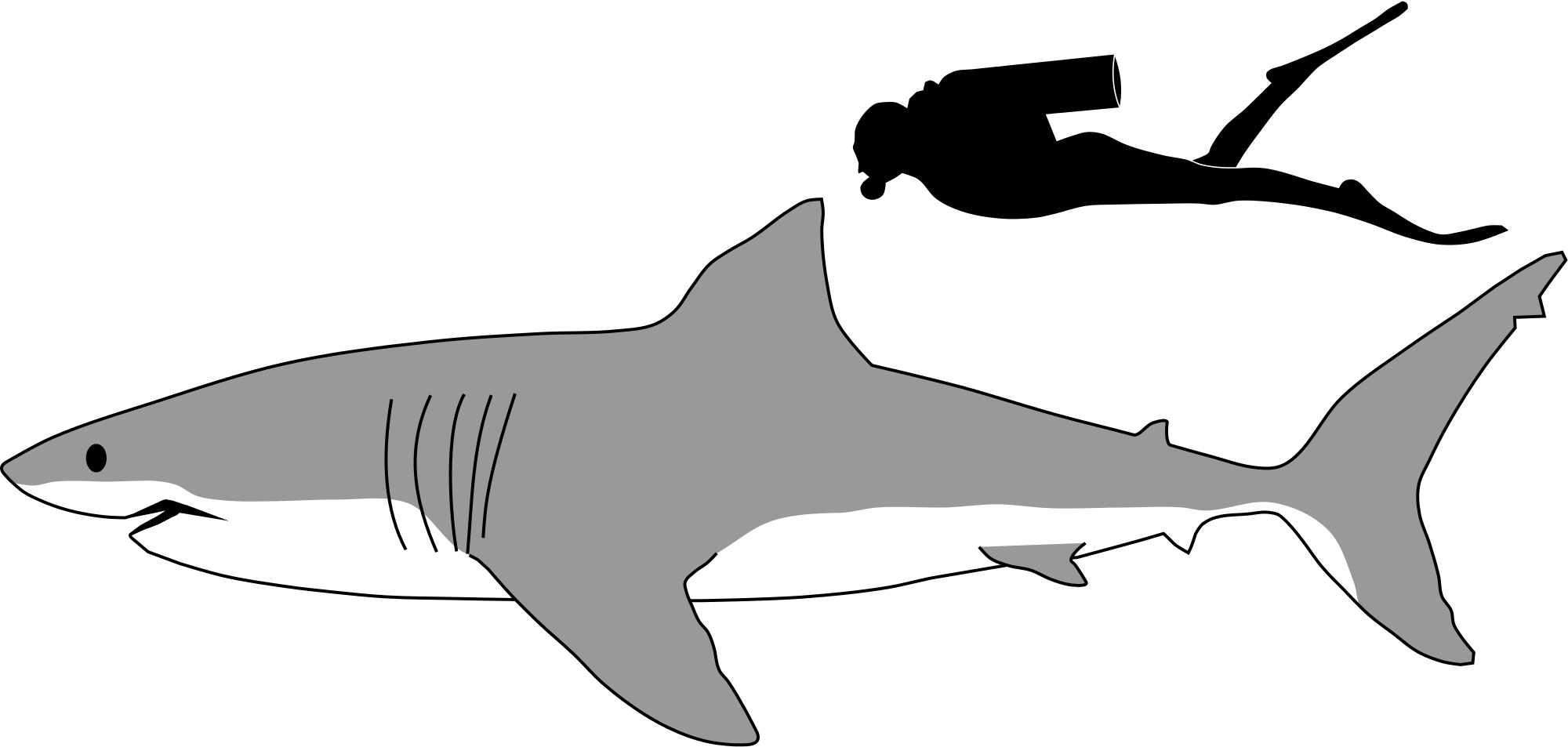 tiger shark clipart - photo #26