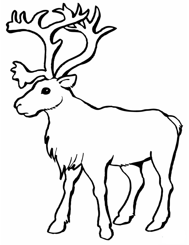 Coloriage caribou à imprimer gratuitement