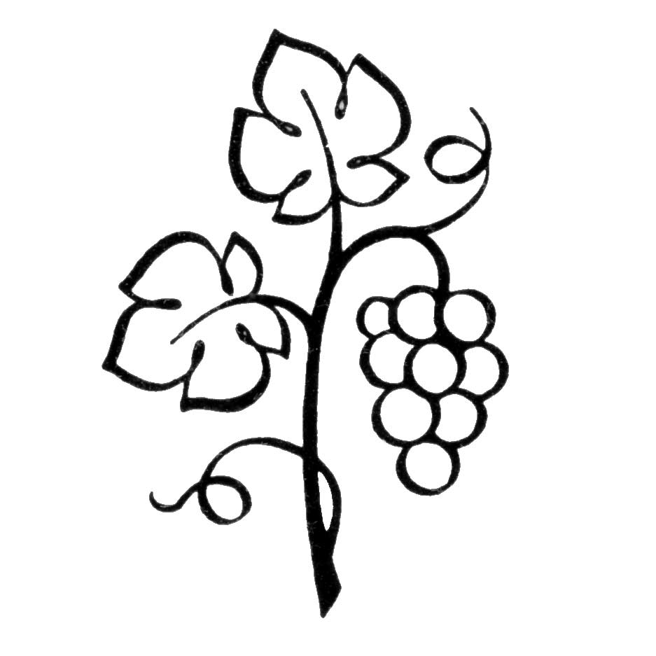 Grapevine Clipart - Free Clipart Images