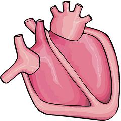 Clipart Real Heart - Free Clipart Images
