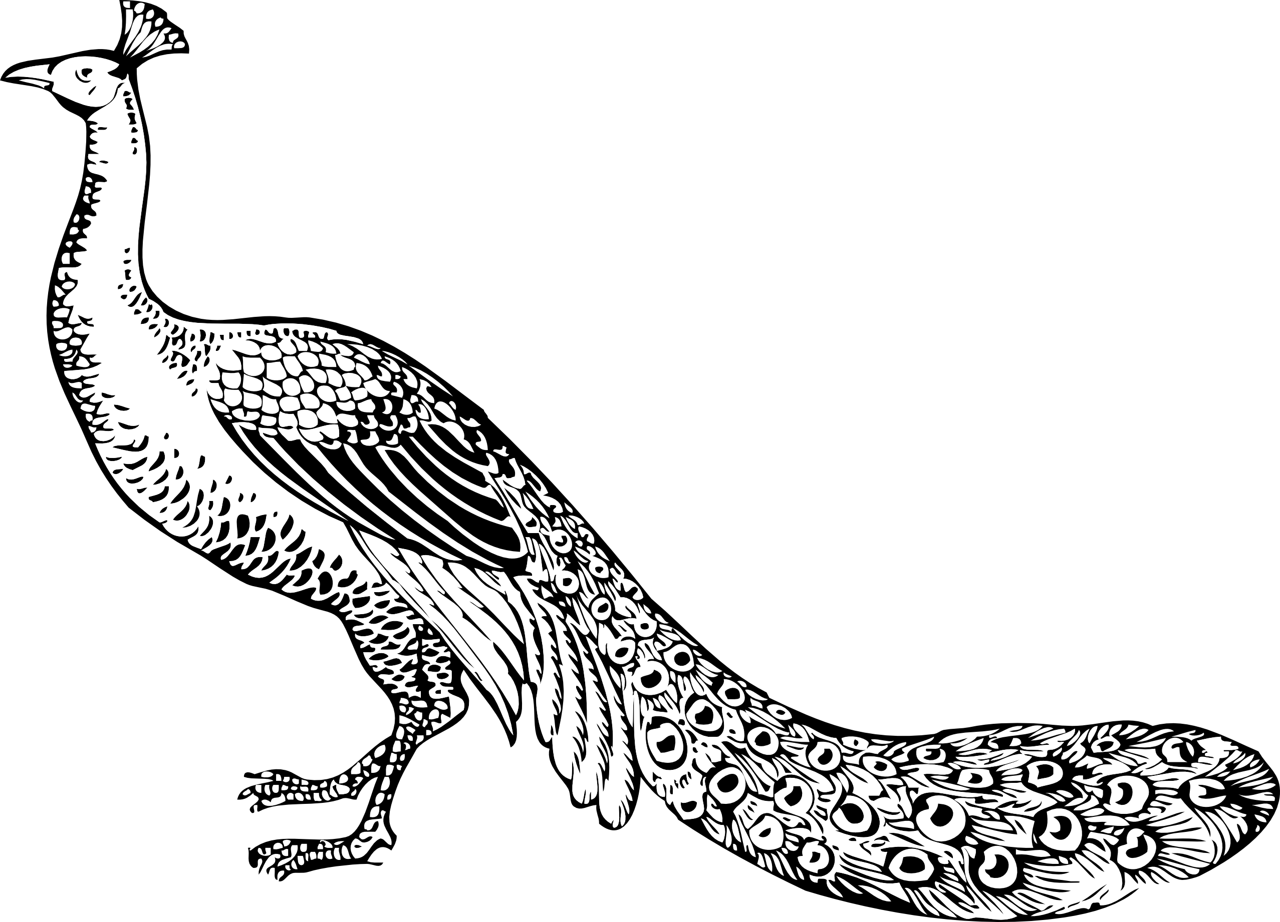 peacock black white line art coloring book ...