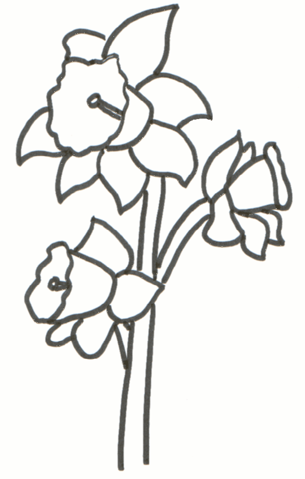 daffodil-template-clipart-best