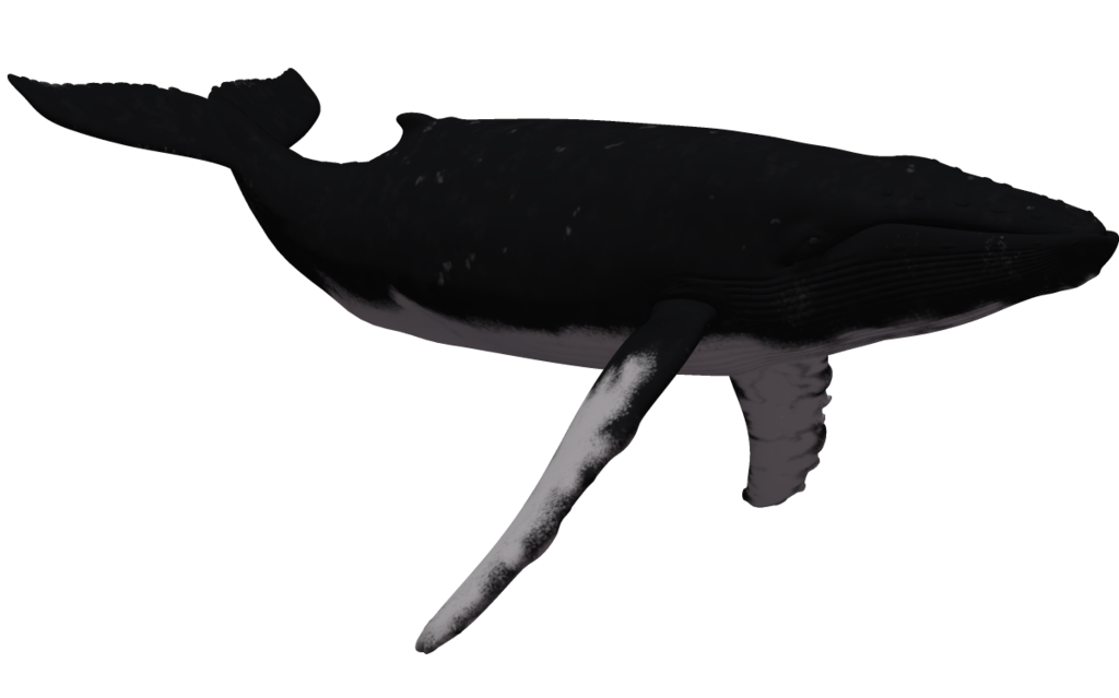 Humpback Whale 02