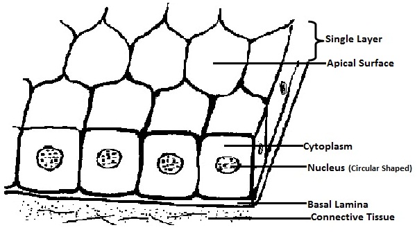 Respiratory System Diagram For Kids To Label - ClipArt Best