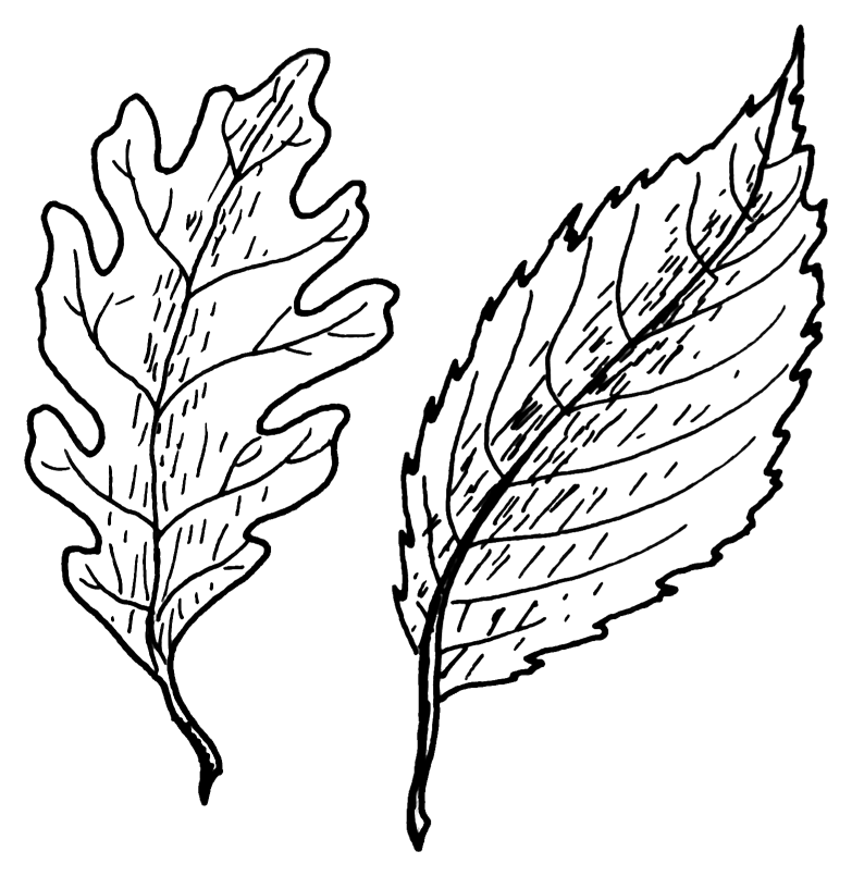 PSF L-530000-Simple Leaves.png