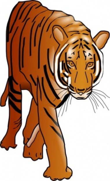 Color Tiger clip art | Download free Vector