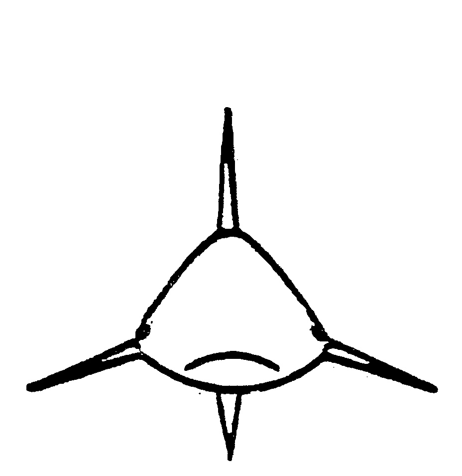 OUTLINE OR DRAWING OF SHARK by Natal Sharks Board - 706952