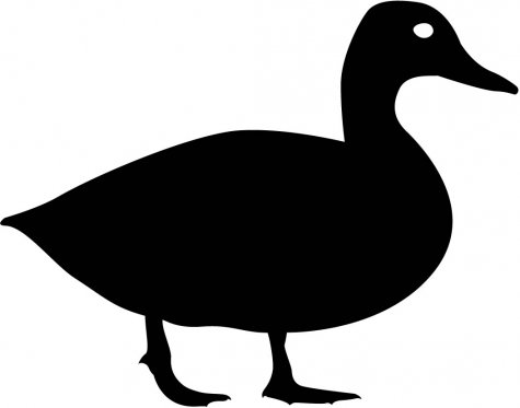 Duck Walking Silhouette : Custom Wall Decals, Wall Decal Art, and ...