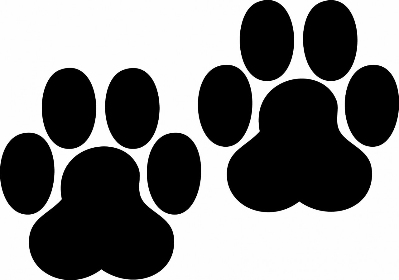 Paw Prints Chalkboard - Decallage