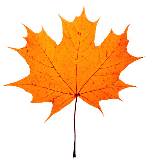 autumn maple-leaf" by Sergieiev | Redbubble