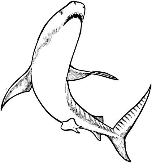 Tiger Shark coloring pages | Super Coloring