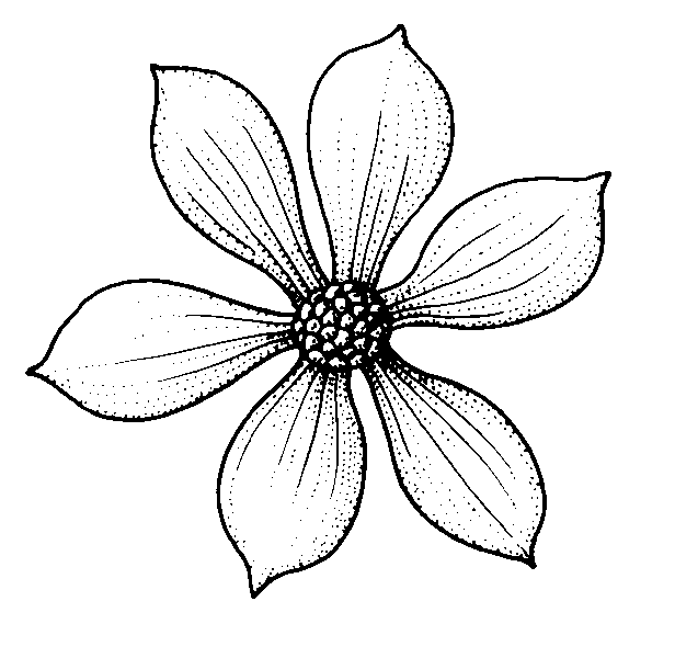 Dogwood Tree Drawing