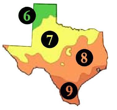 Buy Texas Trees | TX Shade Tree Sale | Best Texas Fruit Tree