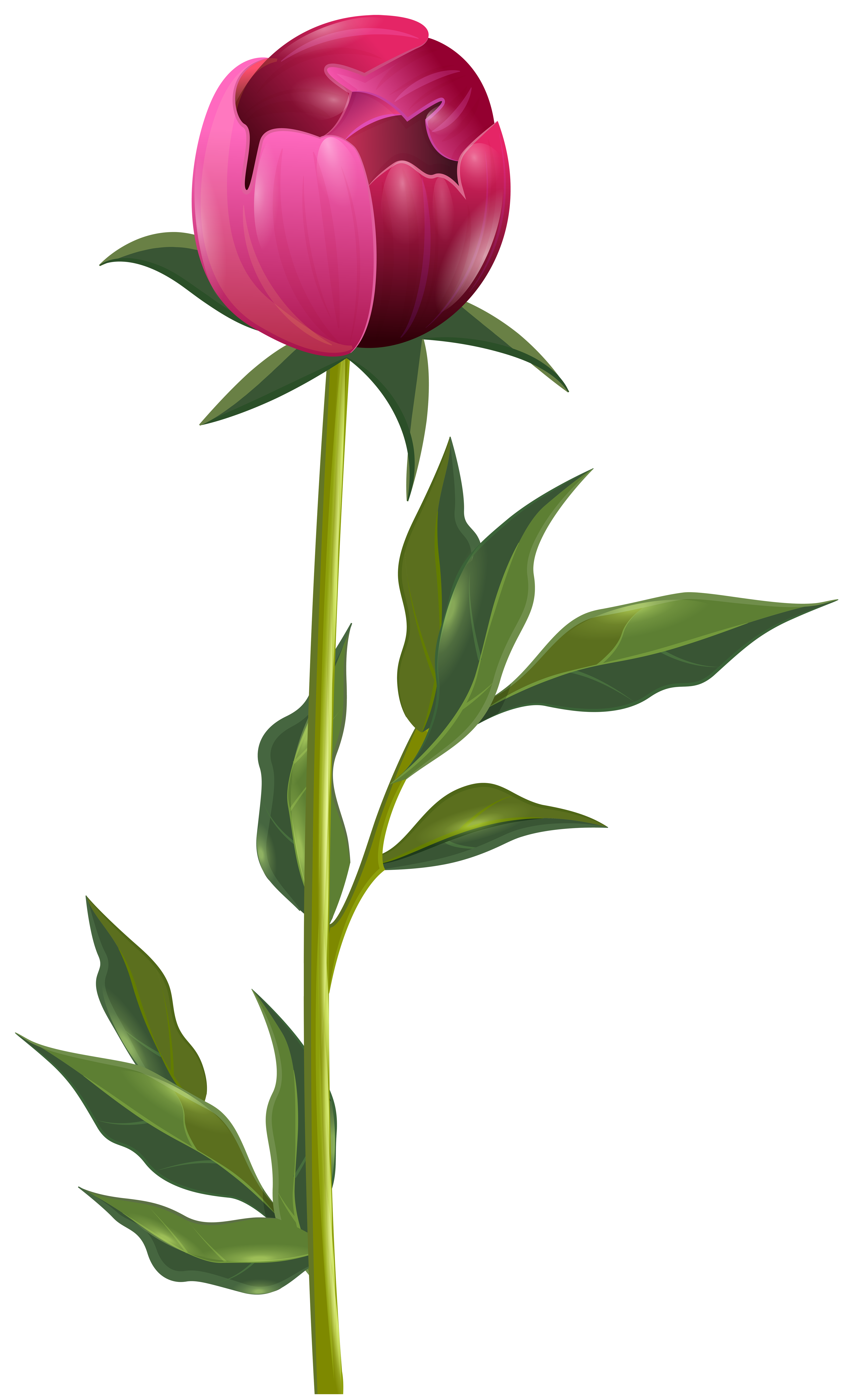 Peony PNG Clip Art Image