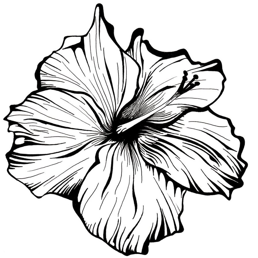 Line Drawing Of A Flower | Free Download Clip Art | Free Clip Art ...