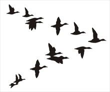 Ducks