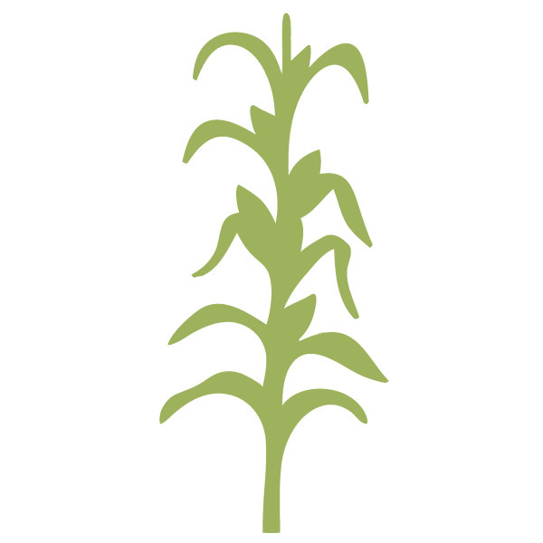 Corn stalk clip art