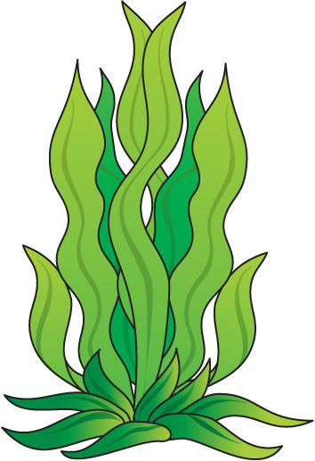 Seaweed clip art