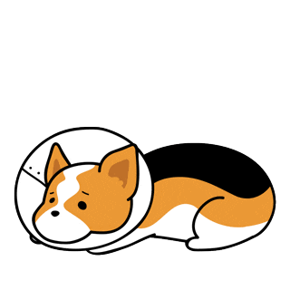 corgi, cry, cone, sad animated GIF | PopKey