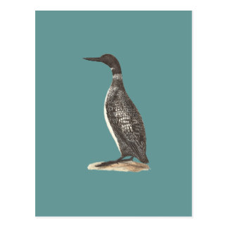 Loon Postcards | Zazzle