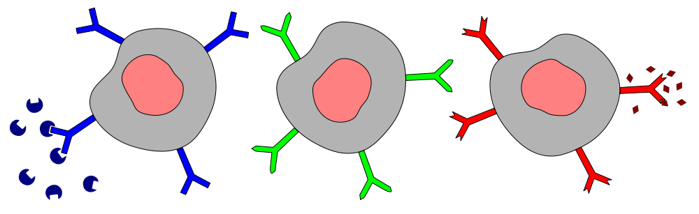 B cells on emaze