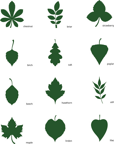 Chestnut Tree Clip Art, Vector Images & Illustrations