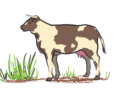 Funny Cute Cow Animation Gifs at Best Animations