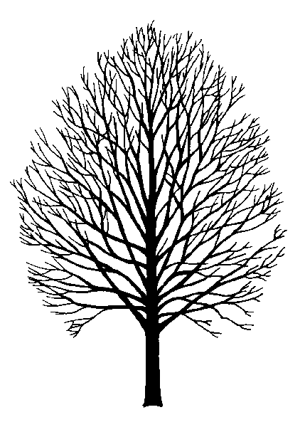 Maple Tree Silhouette Clipart