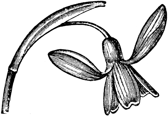 Snowdrop Flower Tattoo | Free Download Clip Art | Free Clip Art ...
