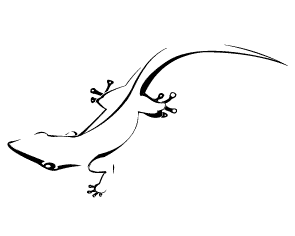 Lizard Outline Template - ClipArt Best