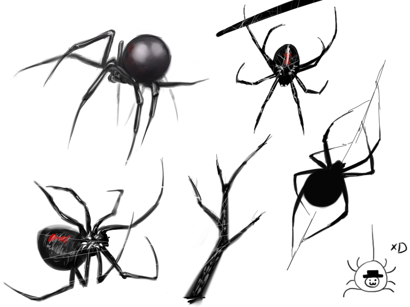 Spider sketches