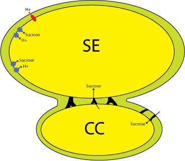 Phloem