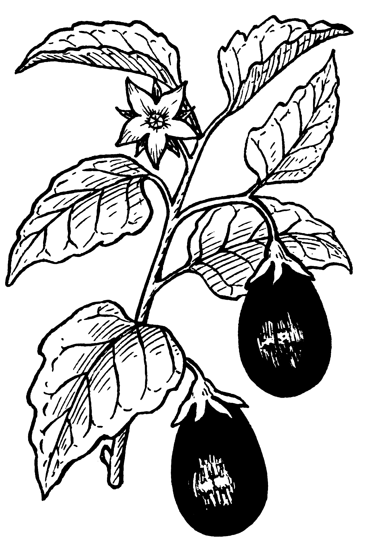 Coloring to print : Nature - Vegetables - Eggplant number 31914